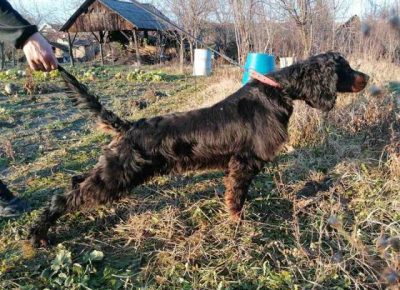 gordonseter051611501980