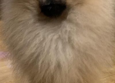 marčeboo41609701657