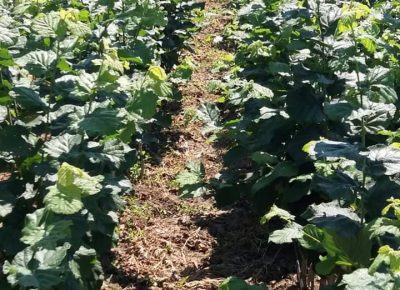 received2954060118130871611826540