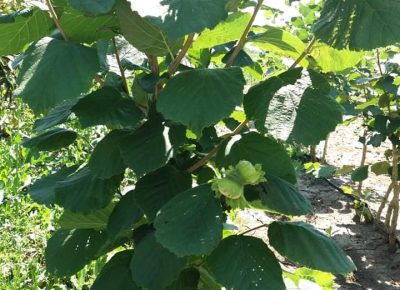 received6048079001738241611826547