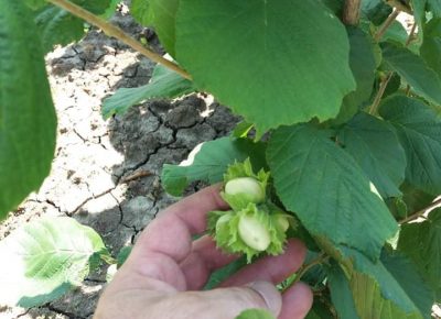 received7238097315256611611826530