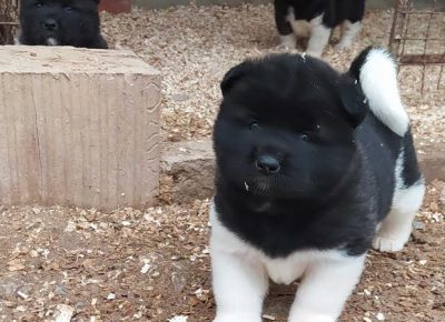 x10AleksandarM1610386056