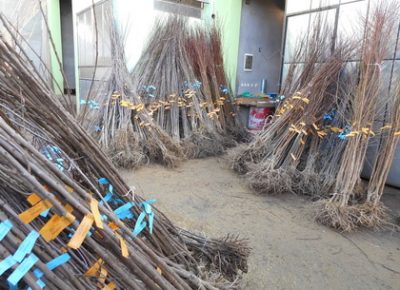 04121837361926060manja1613938163