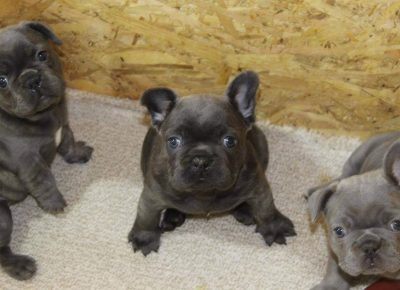 1470616192422443641528712529834809883876611n1613047584