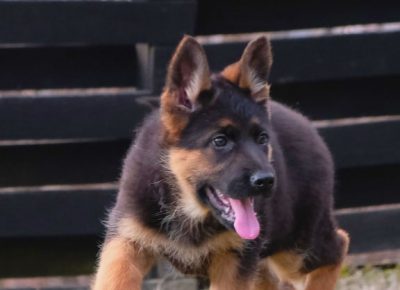 1515429601307235956114732527081199641251577n1613839436