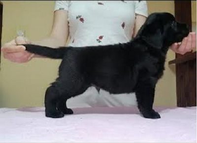 1Slobodan21612199409