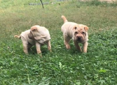 1sharpei1613979326