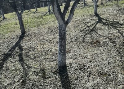 202102231333521614338275