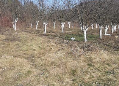 202102231334411614338273