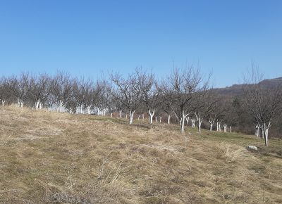 202102231335251614338240