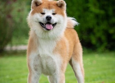 2SasaAkita1612260201