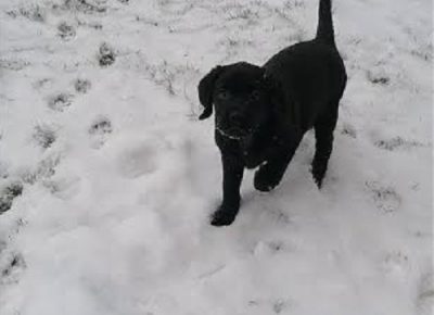 2Slobodan21612199415