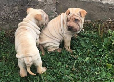2sharpei1613979331