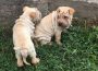 2sharpei1613979331