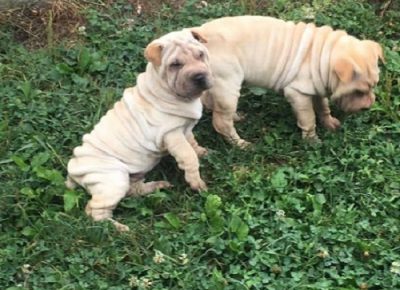 3sharpei1613979338
