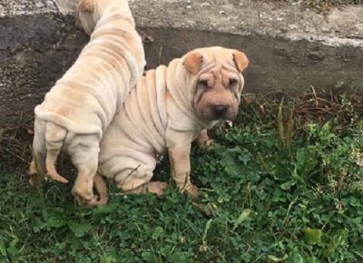 4sharpei1613979343
