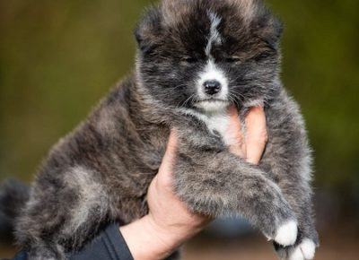 7SasaAkita1612260199