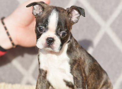 BOSTGORAN11613925674