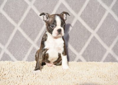 BOSTGORAN21613925675