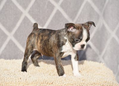 BOSTGORAN31613925676