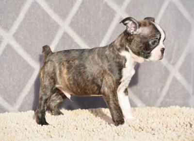 BOSTGORAN41613925675