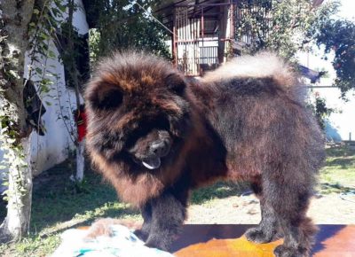 CHOWmarara21614020282