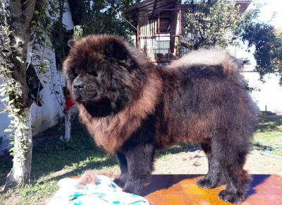 CHOWtamara11614020282