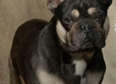 Parenjefrbb31613234336