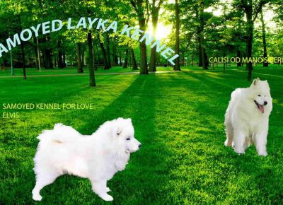SAMOYEDI11612641063