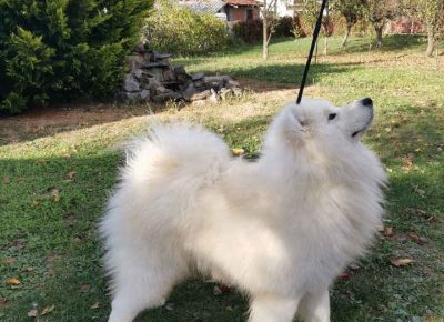 SAMOYEDI21612641066