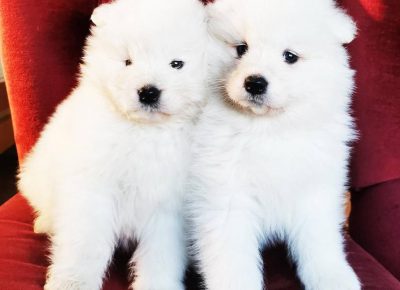 SAMOYEDI51612641066