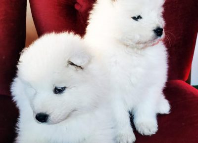 SAMOYEDI61612641066