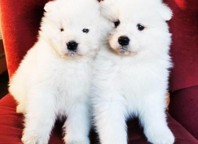 SAMOYEDI71612641063