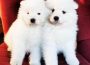 SAMOYEDI71612641063