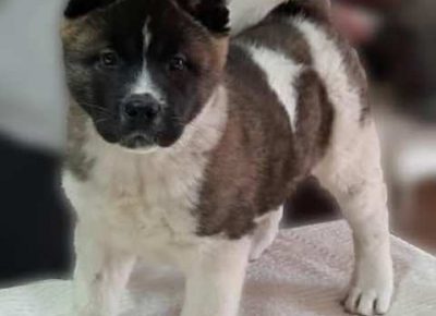 americkaakita011612647823