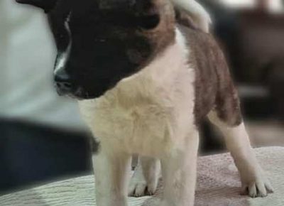 americkaakita021612647826