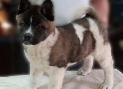 americkaakita031612647829