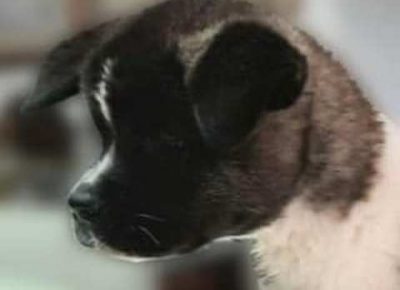 americkaakita041612647833