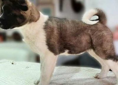 americkaakita051612647836