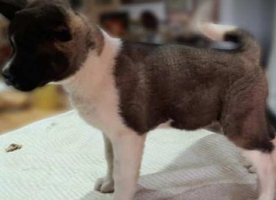 americkaakita061612647840