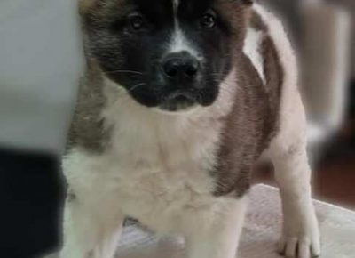 americkaakita071612647843