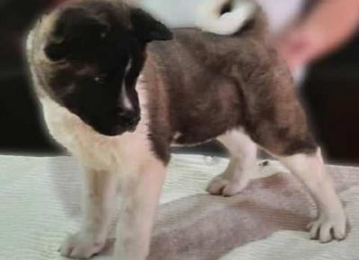 americkaakita081612647847