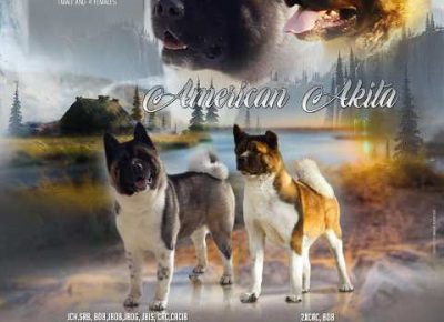 americkaakita091612647850