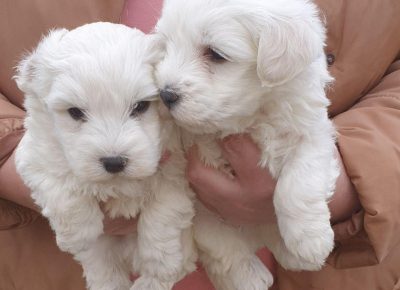 belimalte31613394820