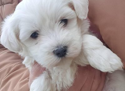 belimaltez21613394821