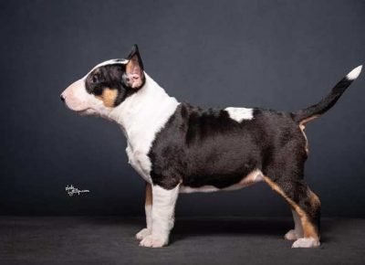 bulterijeri011613610956