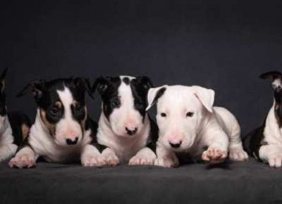 bulterijeri021613610957