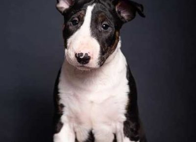 bulterijeri031613610958