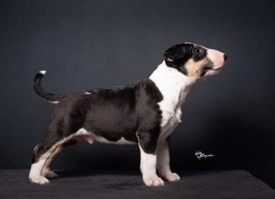 bulterijeri041613610956