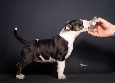 bulterijeri051613610956